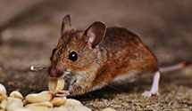 24 Hour & Emergency Exterminators in Woodstown, NJ